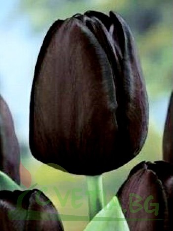  Лале (Tulipa 'Zwart') T77